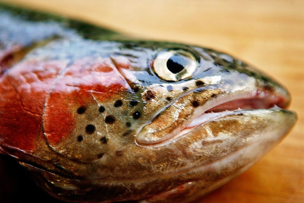 03-bright-valley-holiday-park-fishing Bright Porepunkah Holiday Park, Porepunkah, BIG 4, Ovens River, Fishing, Fly Fishing, Trout